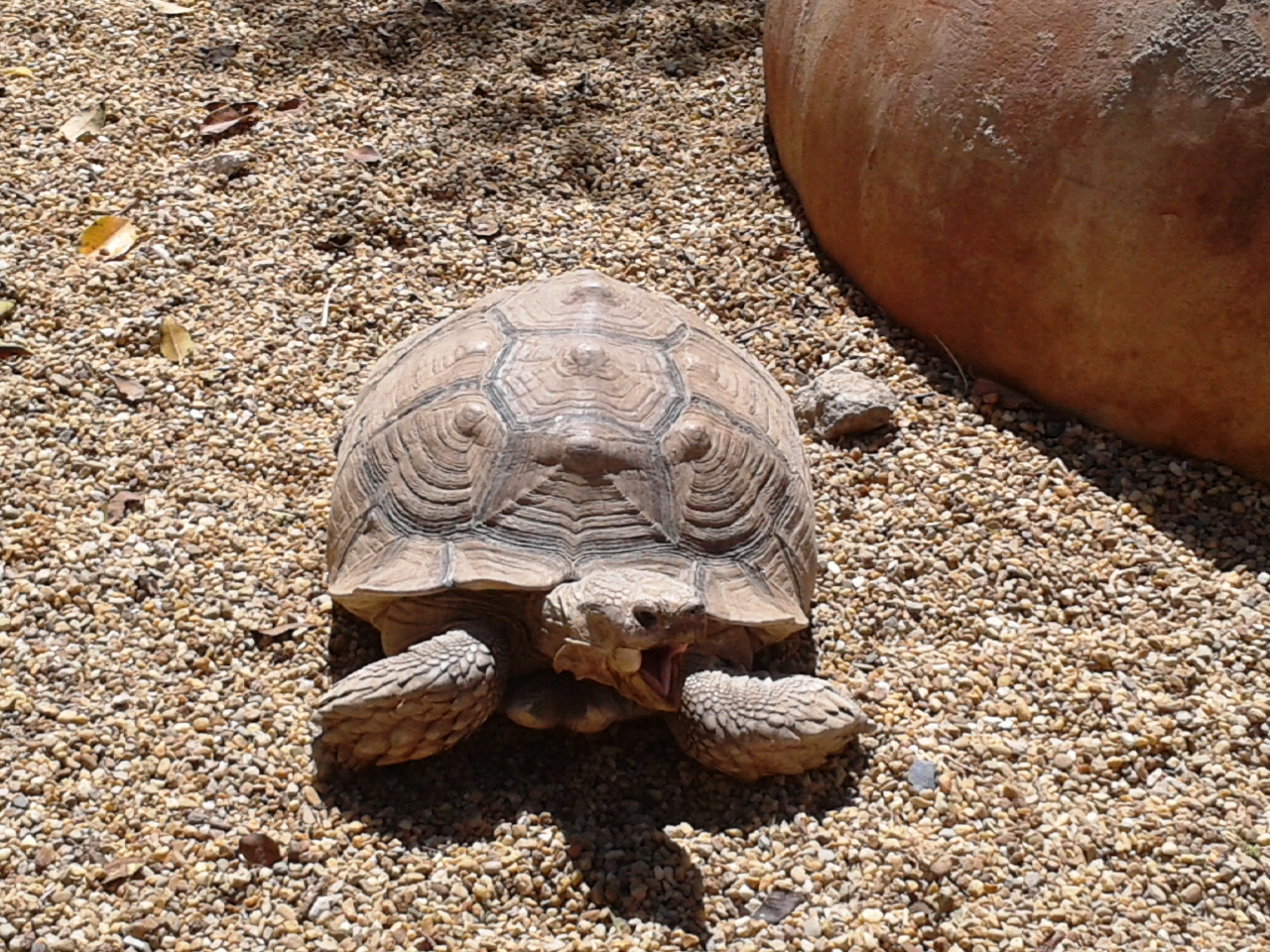 Tartaruga Tartaruga coa boca aberta