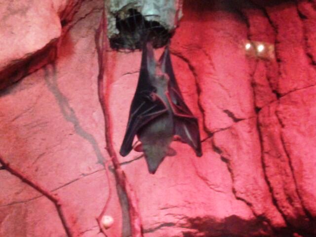 morcego boca abaixo