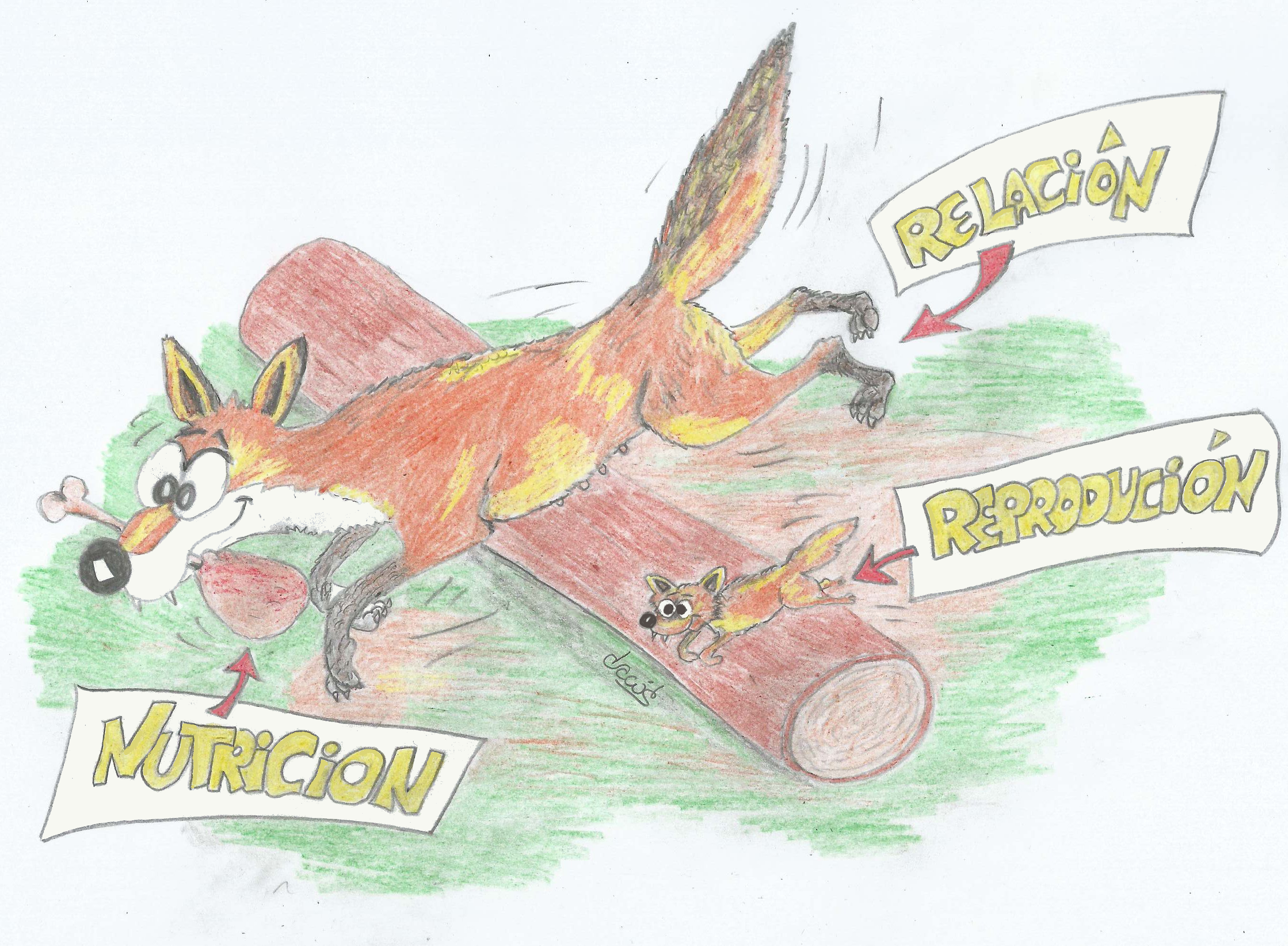 As funcións dos seres vivos raposo correndo(relación) con comida na boca (nutrición) e unha cría (reprodución)