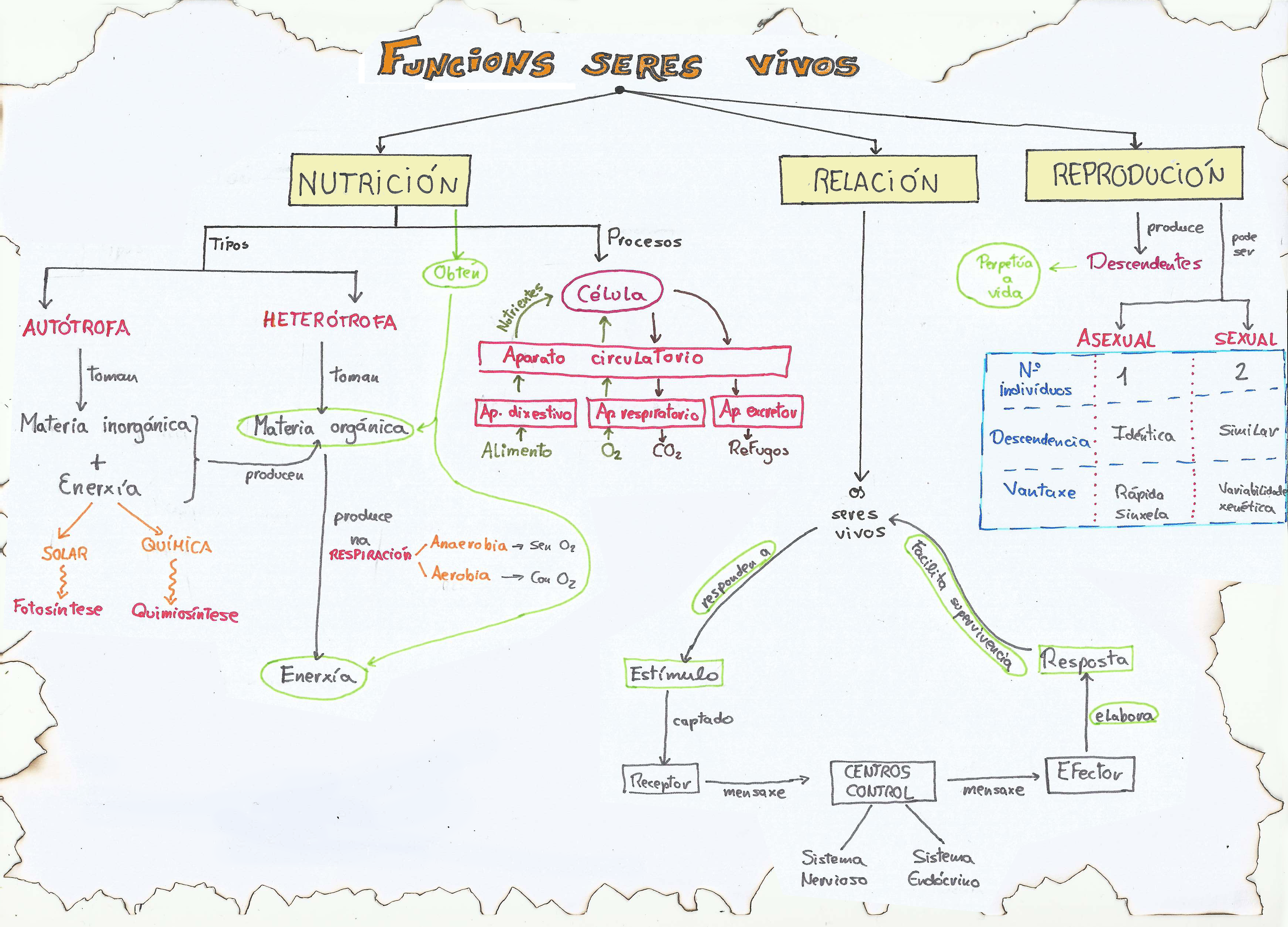 Mapa conceptual sobre as funcións dos seres vivos
