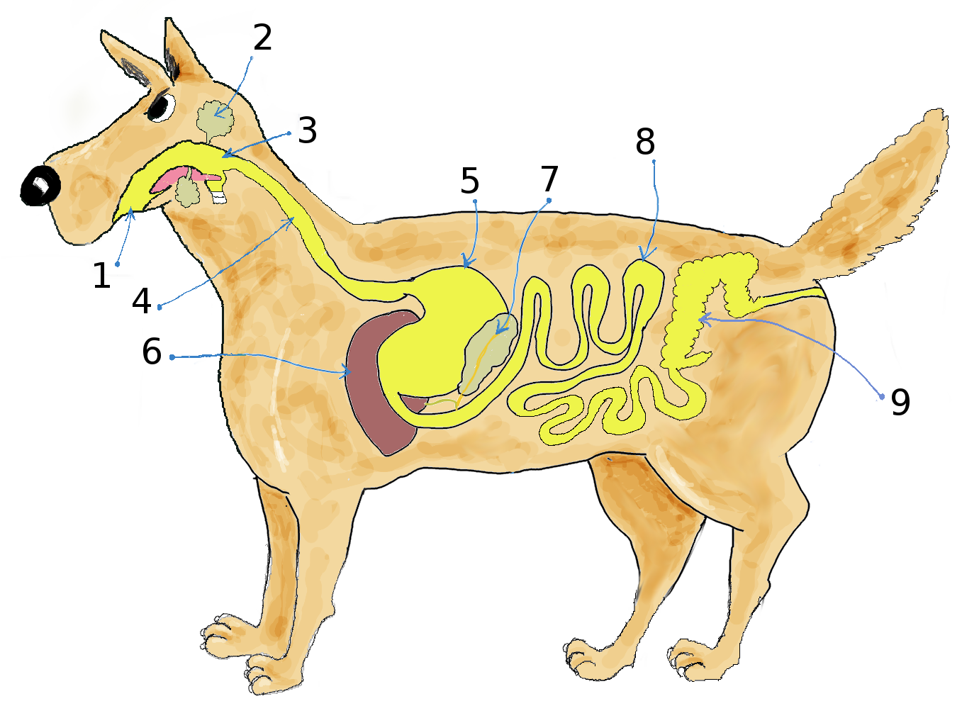 Aparato dixestivo dun can con números para indicar as distintas partes