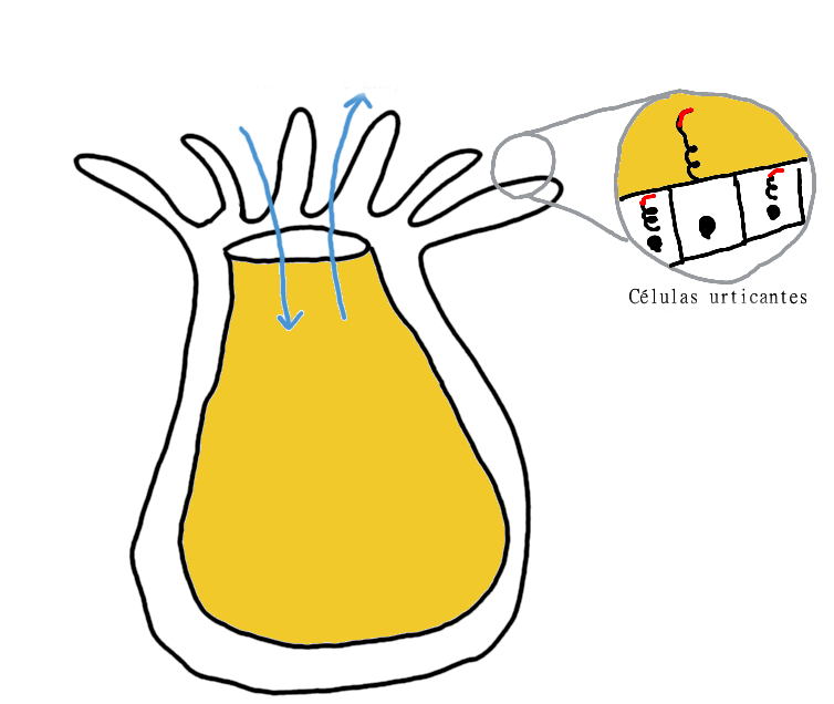 Aparato dixestivo celentéreo 