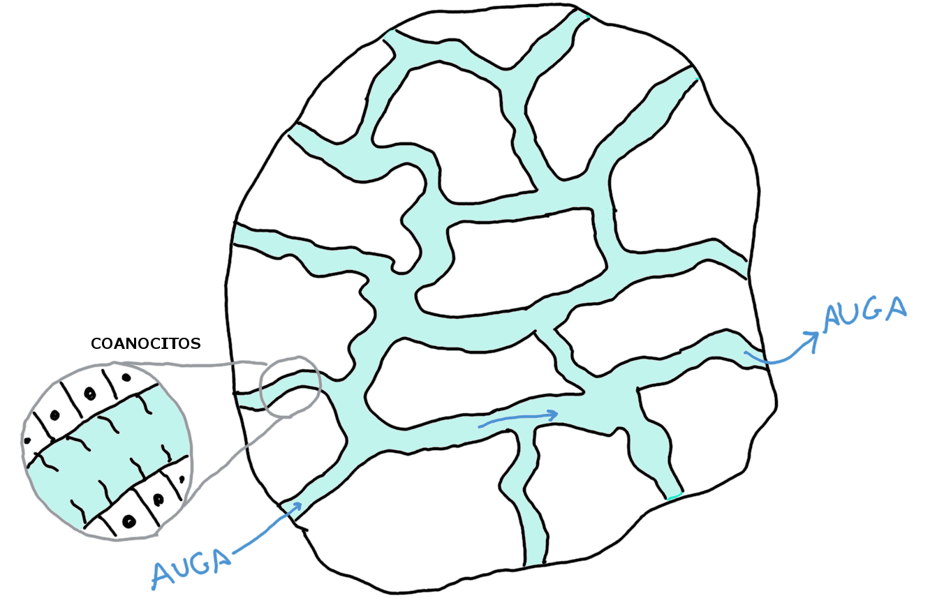 Dixestión das esponxas
