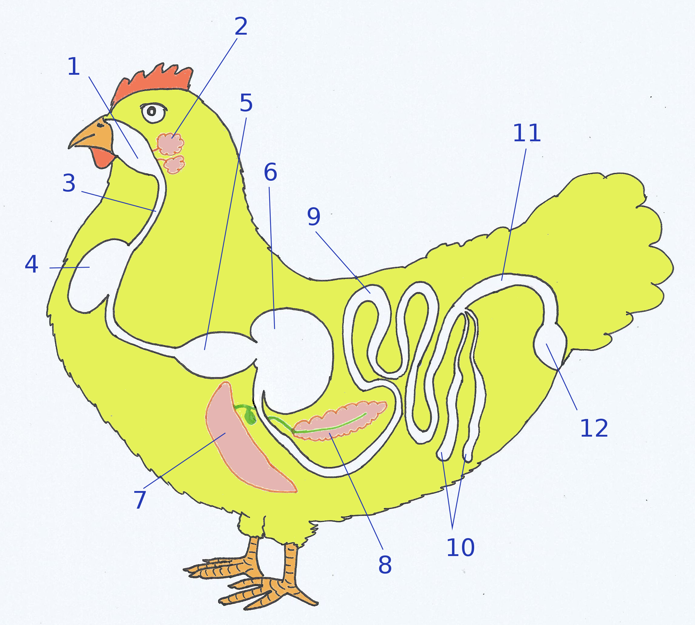 Aparato dixestivo galiña