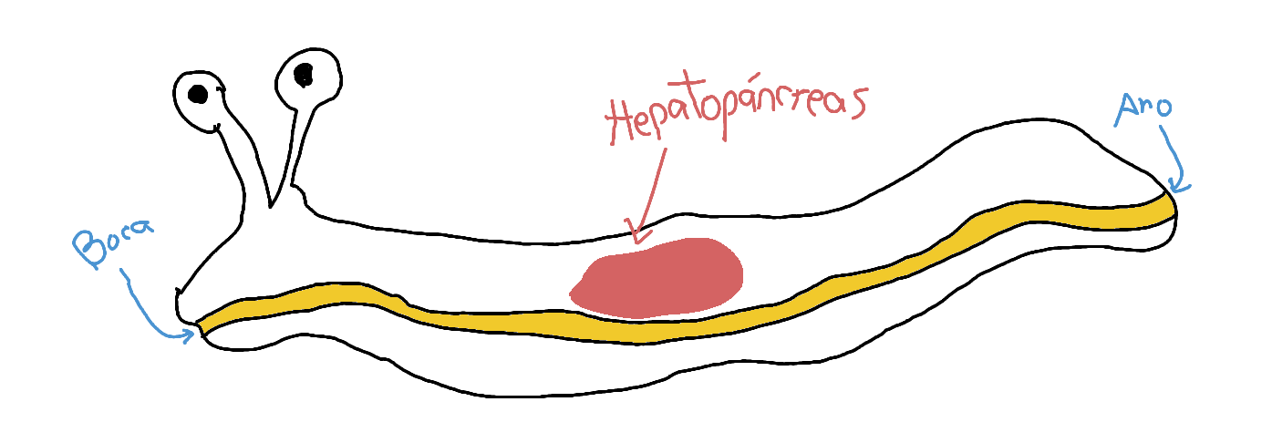tubo dixestivo lesma
