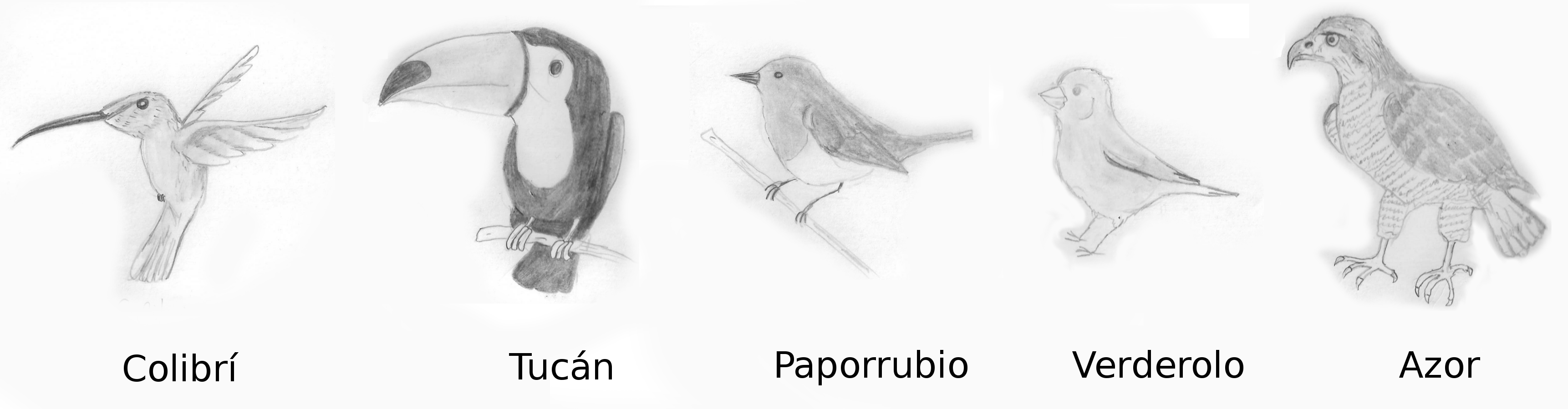 Debuxo distintas aves