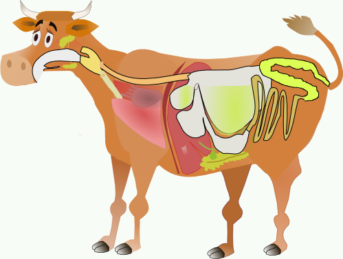 Aparato dixestivo vaca