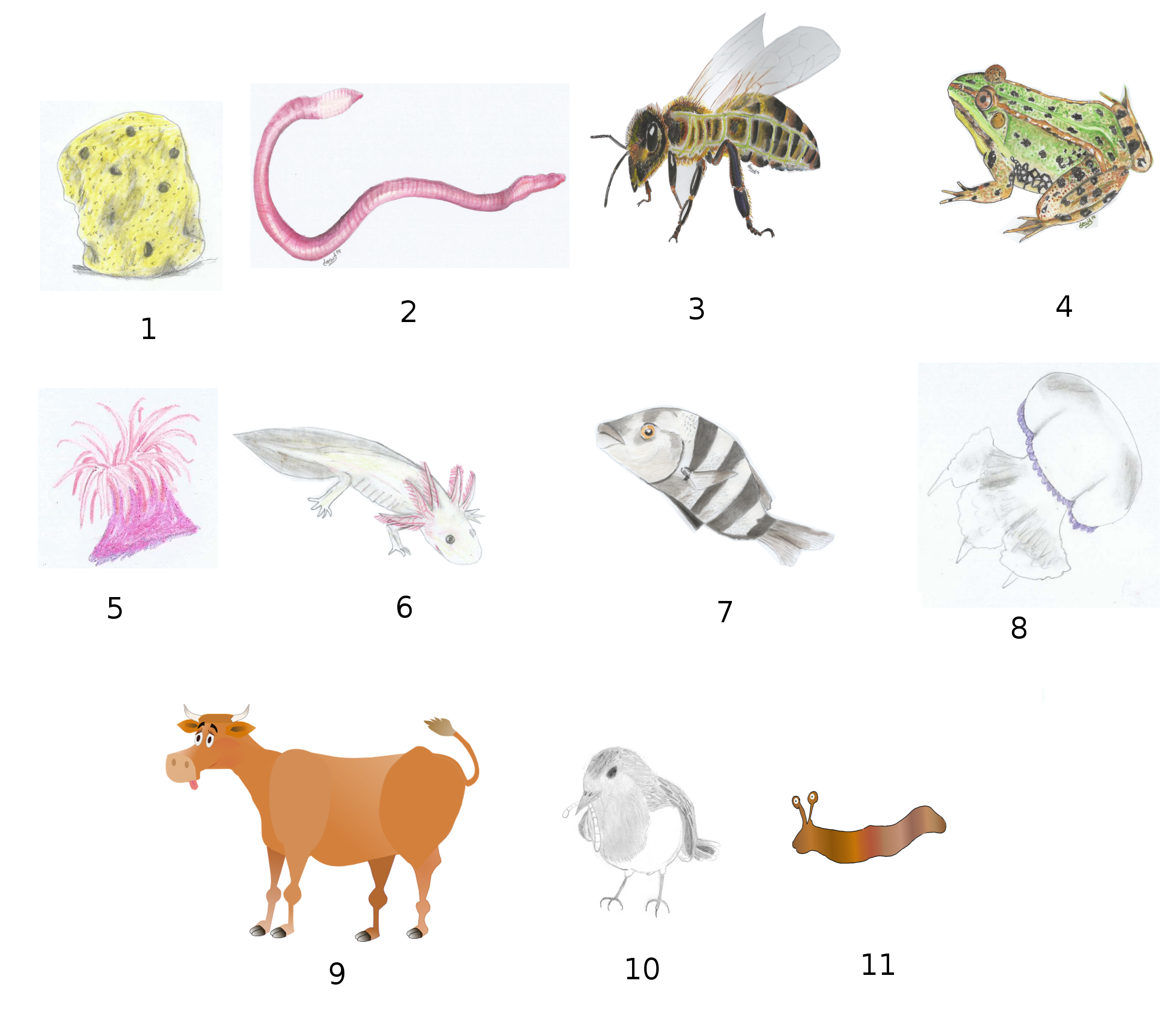 Distintos animais para identificar o seu aparato respiratorio