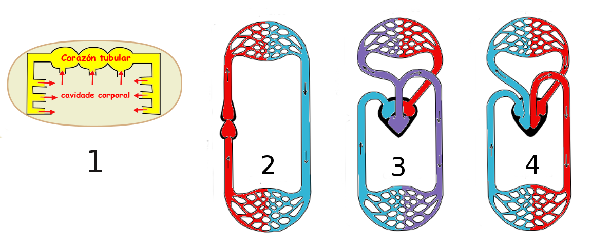 Distintos aparatos circulatorios dos animais