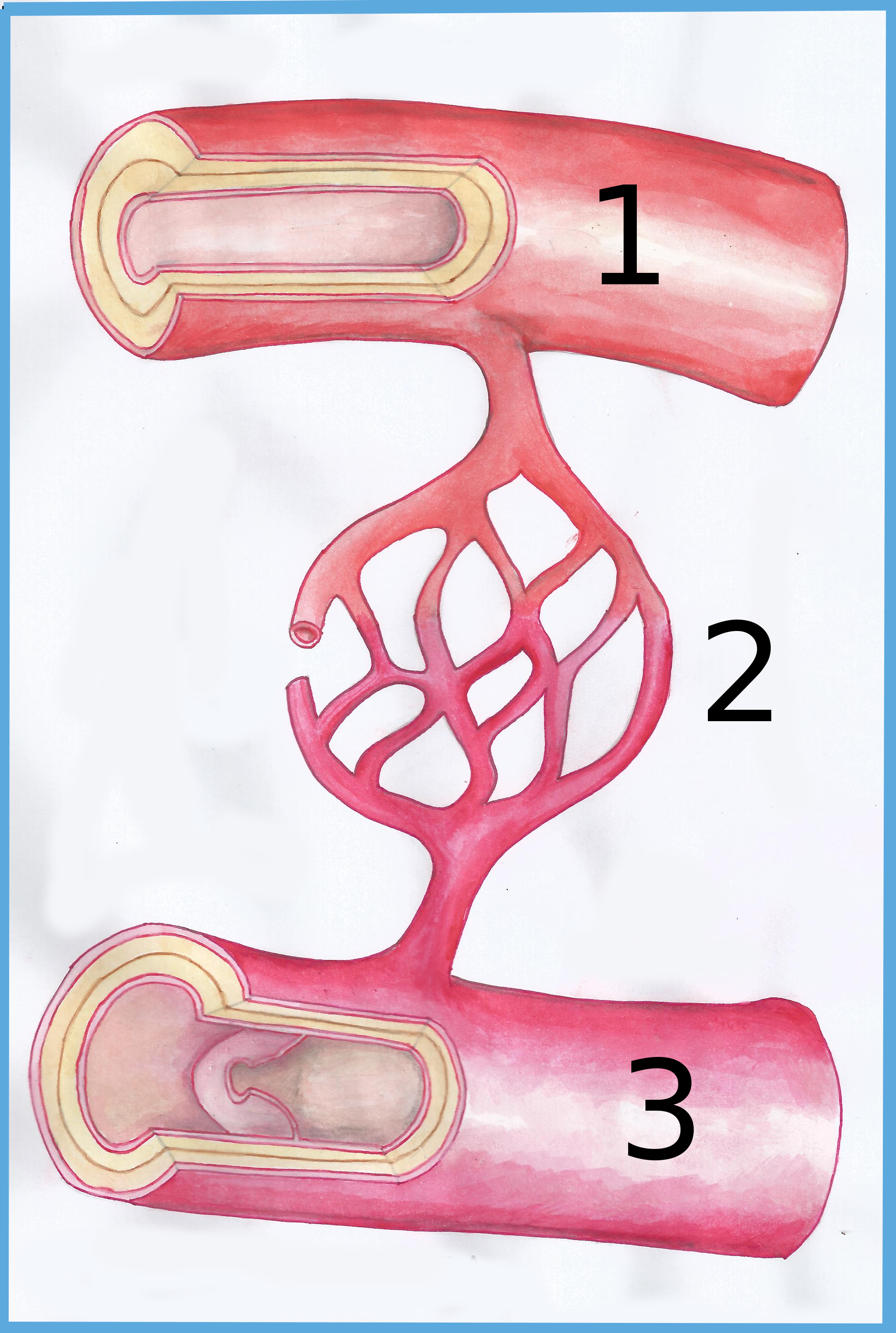 Arteria, vea e capilar