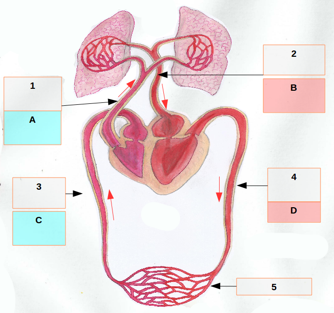 Aparato circulatorio con números nos principais vasos