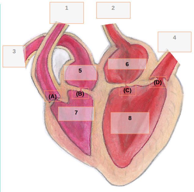 Corazón con números para identificar as distintas partes