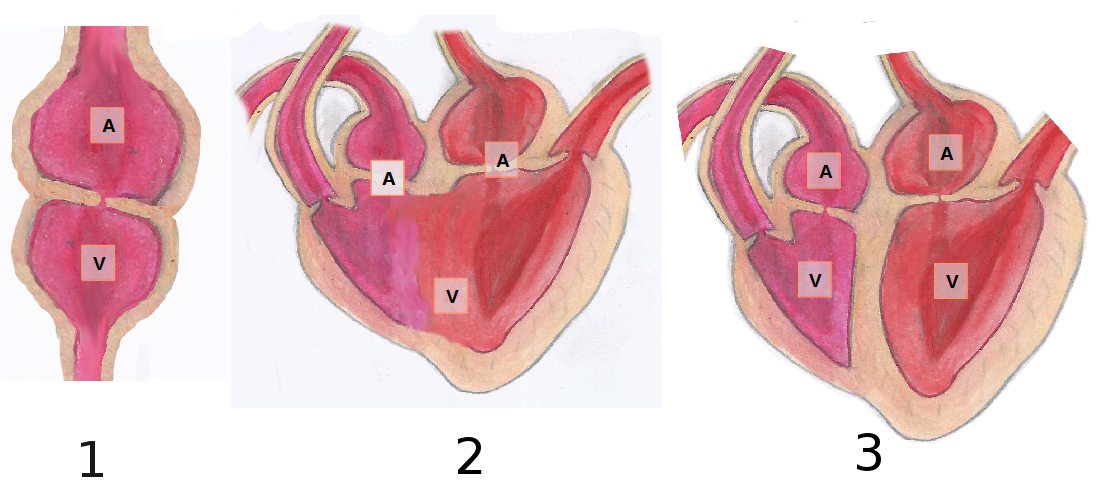 Distintos corazóns de vertebrados