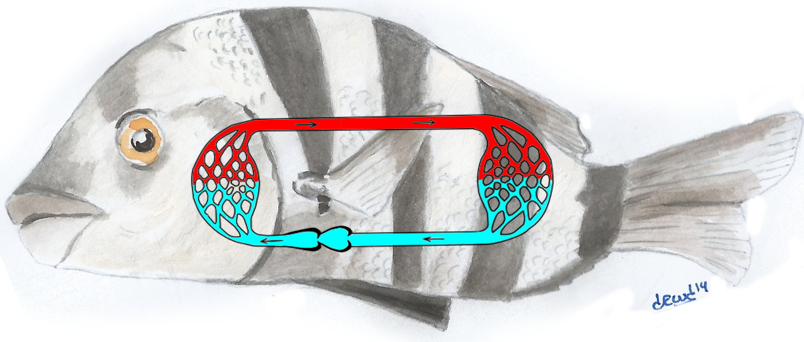 Imaxe de portada de peixe amosando no interior un aparato circulatorio simple