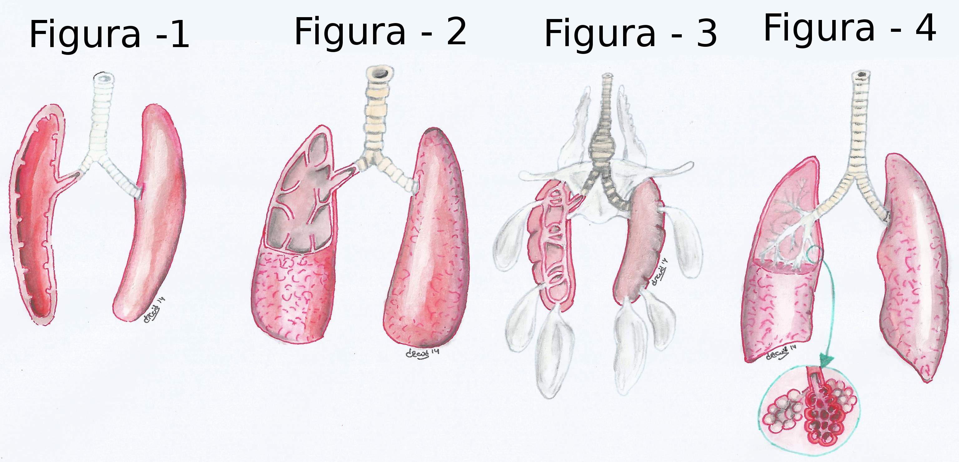 Pulmóns de vertebrados con números para indicar a que grupo pertencen