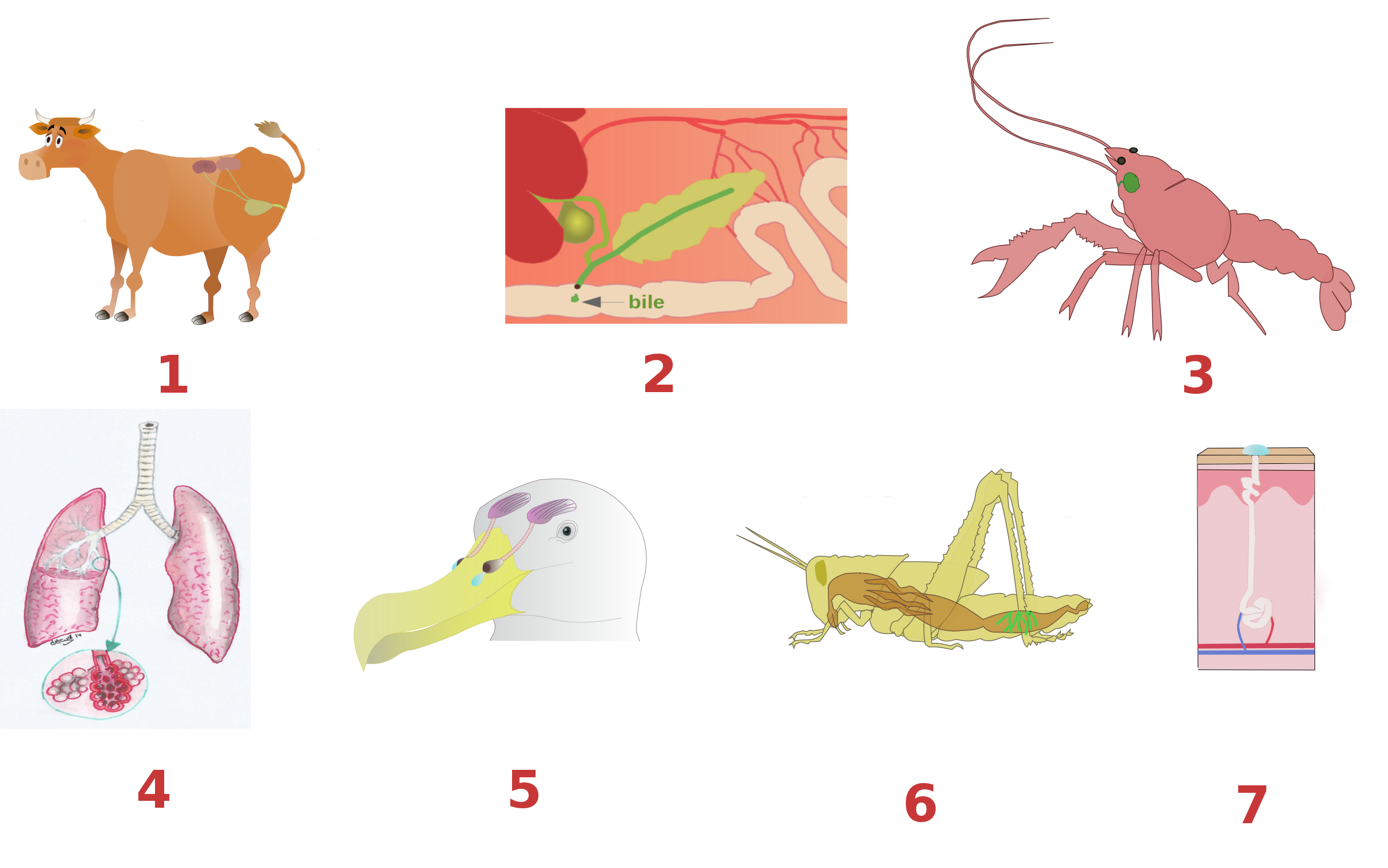 Distintos tipos de animais e órganos  para indicar o seu sistema de excreción