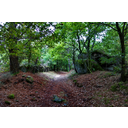 O Camiño Francés en Guitiriz