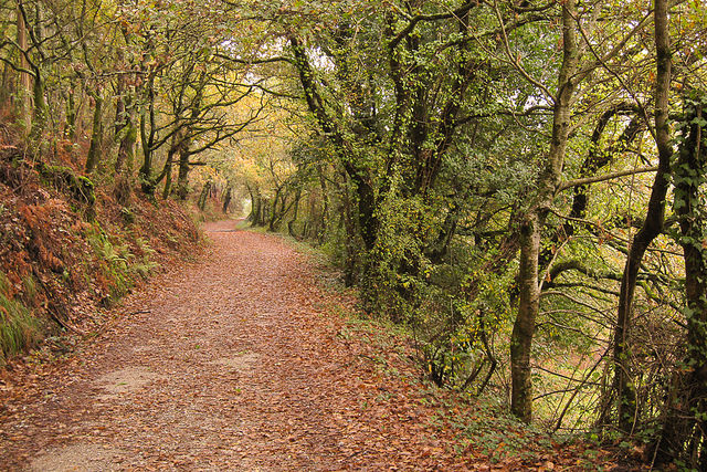 Fotografía do Camiño Portugués