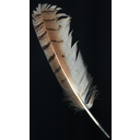 Título: Pluma de buho real. Autor: Canica. Licenza: CC-BY-SA. Ligazón: https://commons.wikimedia.org/wiki/File:Pluma_de_buho_real.jpg#/media/File:Pluma_de_buho_real.jpg 