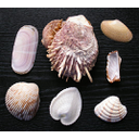 Título: Conchas de bivalves. Autor: Bivalvia. Licenza: CC-BY. Ligazón: https://pt.wikipedia.org/wiki/Concha#/media/File:Bivalvia.jpg