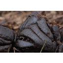 Título: Esterco. Autor: Vantagepointfl. Licenza: CC0. Ligazón: https://pixabay.com/es/estiércol-heces-excreciones-242540/