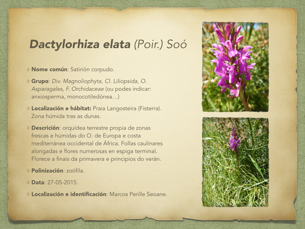 Exemplo de ficha para herbario dixital