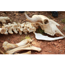 Título: Esqueleto. Autor: Vperez. Licenza: CC0. Ligazón: https://pixabay.com/es/esqueleto-huesos-animales-cráneo-433340/