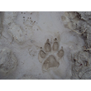 Título: Pegada de can. Autor: Ordinata. Licenza: CC0. Ligazón: https://pixabay.com/es/huella-perro-barro-superficie-192852/