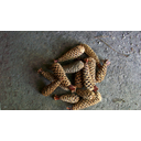 Título: Piñas. Autor: Emilio. Licenza: CC BY-SA. Ligazón: https://www.flickr.com/photos/molinodecerceda/3919502098/