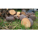 Tala árbores. Marcos Perille. CC BY-SA