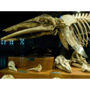 Esqueleto de ballena aliblanca. Museo Marítimo del Cantábrico. De foconorte en Wikimedia Commons. Licencia CC-BY-SA.