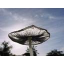 Backlit mushroom. De Eric Meyer en Wikimedia Commons. Licencia CC-BY-SA.