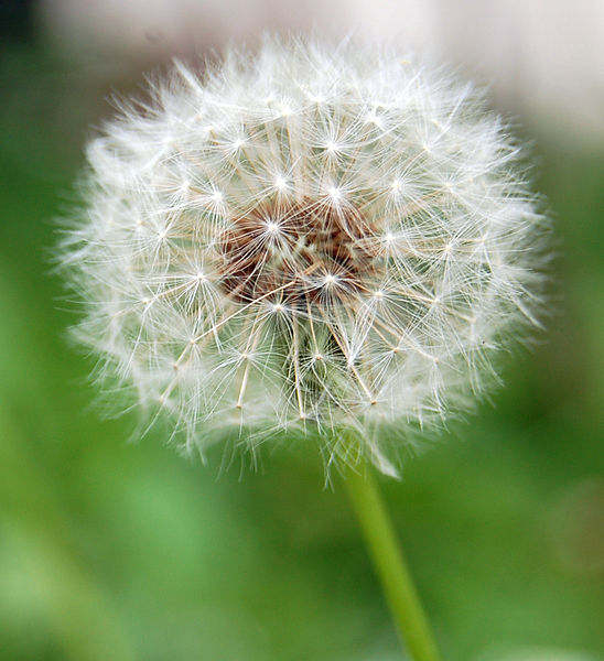 Foto de una flor de abuelito.