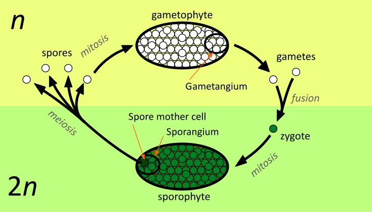 Ciclo alternante