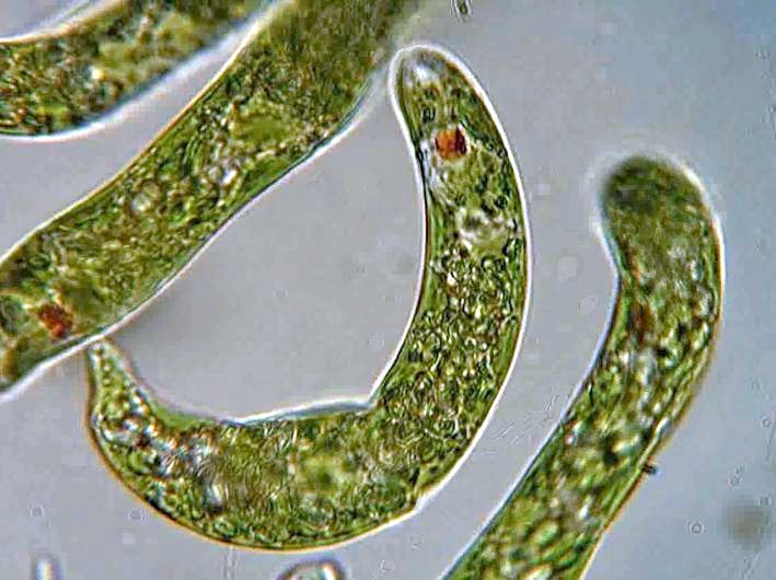 Euglena Euglena