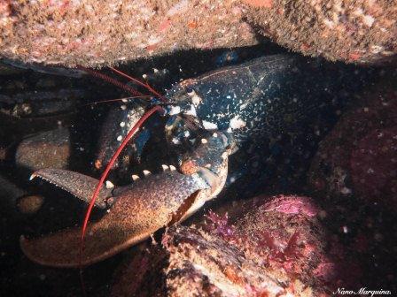 Lubrigante Lubrigante