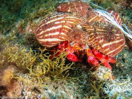 Caranguexo Caranguexo