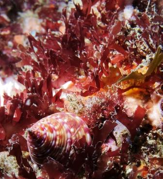 Musgo de Irlanda Musgo de Irlanda