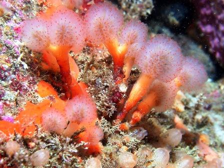 Ascidia Ascidia