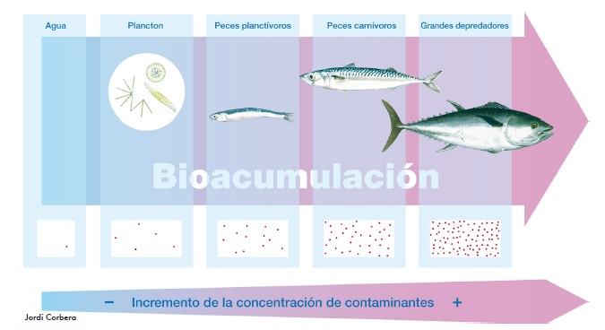 Bioacumulación Bioacumulación
