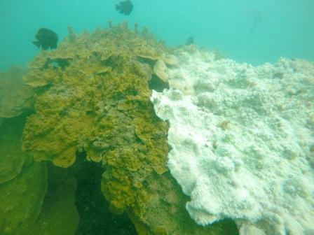 Branqueamento corais Branqueamento corais