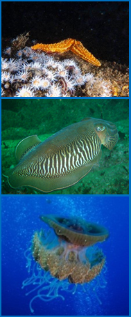 Comunidades Comunidades