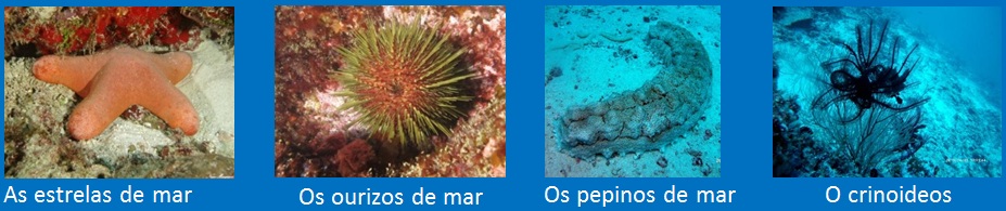 equinosermos equinodermos