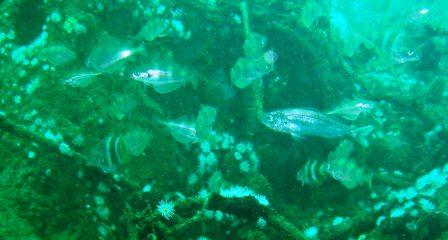 Fanequera Vicking Fanequera Vicking