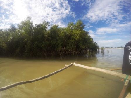 Manglar