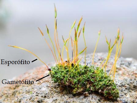 Musgo