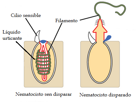 nematocisto