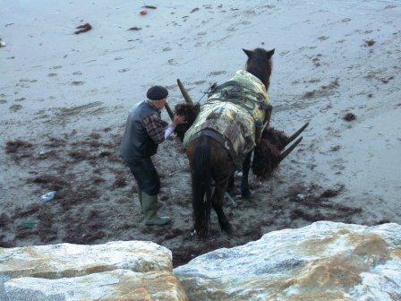 Recolectando algas Recolectando algas