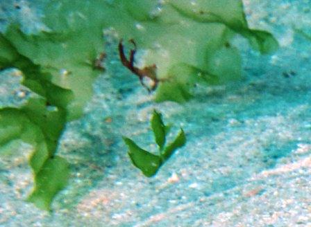 Leituga de mar Leituga de mar