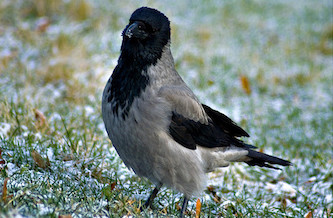 Cuervo finlandés Cuervo finlandés